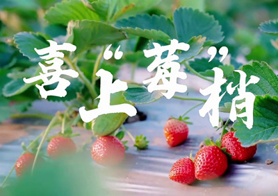 中國電信的信息技術正成為草莓種植戶拓展銷售、傳播口碑的新農具_400.jpg